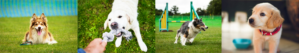 Coaching et éducation bienveillante du chien de famille